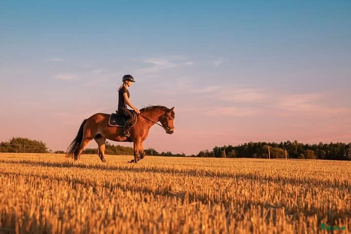  hästar New Foreststo 6år - Annons 7