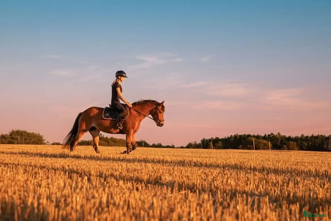 Hoppning hästar till salu: New Foreststo 6år - Annons 1