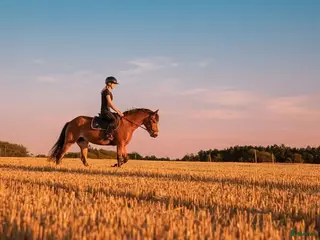 hästar New Foreststo 6år - Annons 4