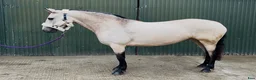 Allround hästar till salu: Beautiful Connemara mare! - Annons 7