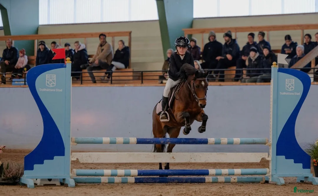 Hoppning hästar till salu: Perfekt första tävlingskompis - Annons 1