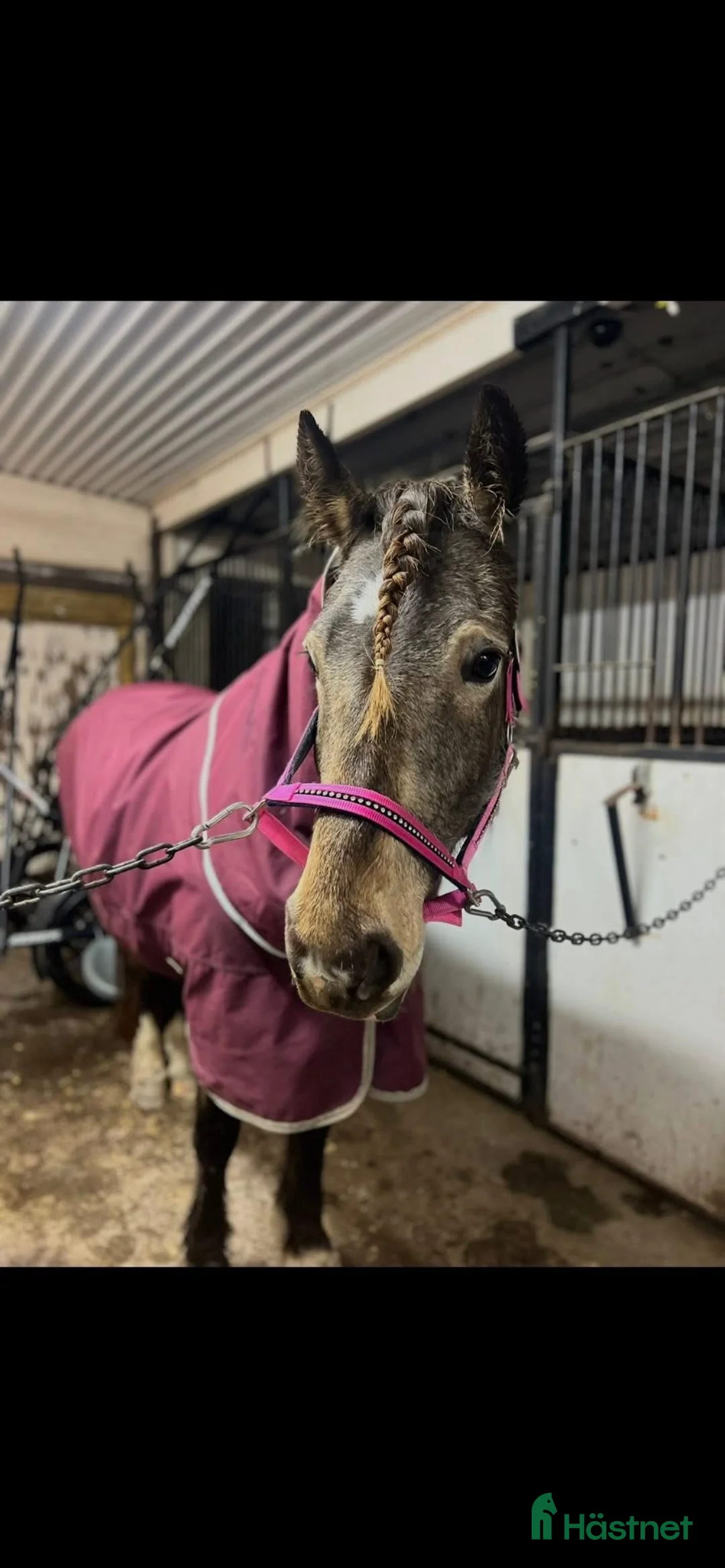 Allround hästar till salu: Fin mor och dotter häst!  - Annons 3