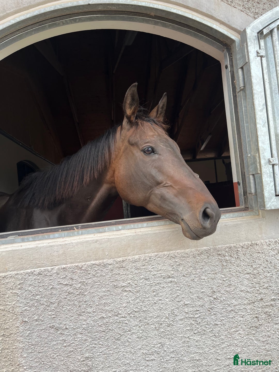 Allround hästar till salu: Trevligt sto med potential  i Skurup - Annons 1