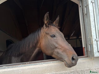 hästar Trevligt sto med potential i Skurup - Annons 20