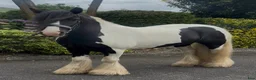 Allround hästar till salu: The Ultimate Irish cob - Annons 6