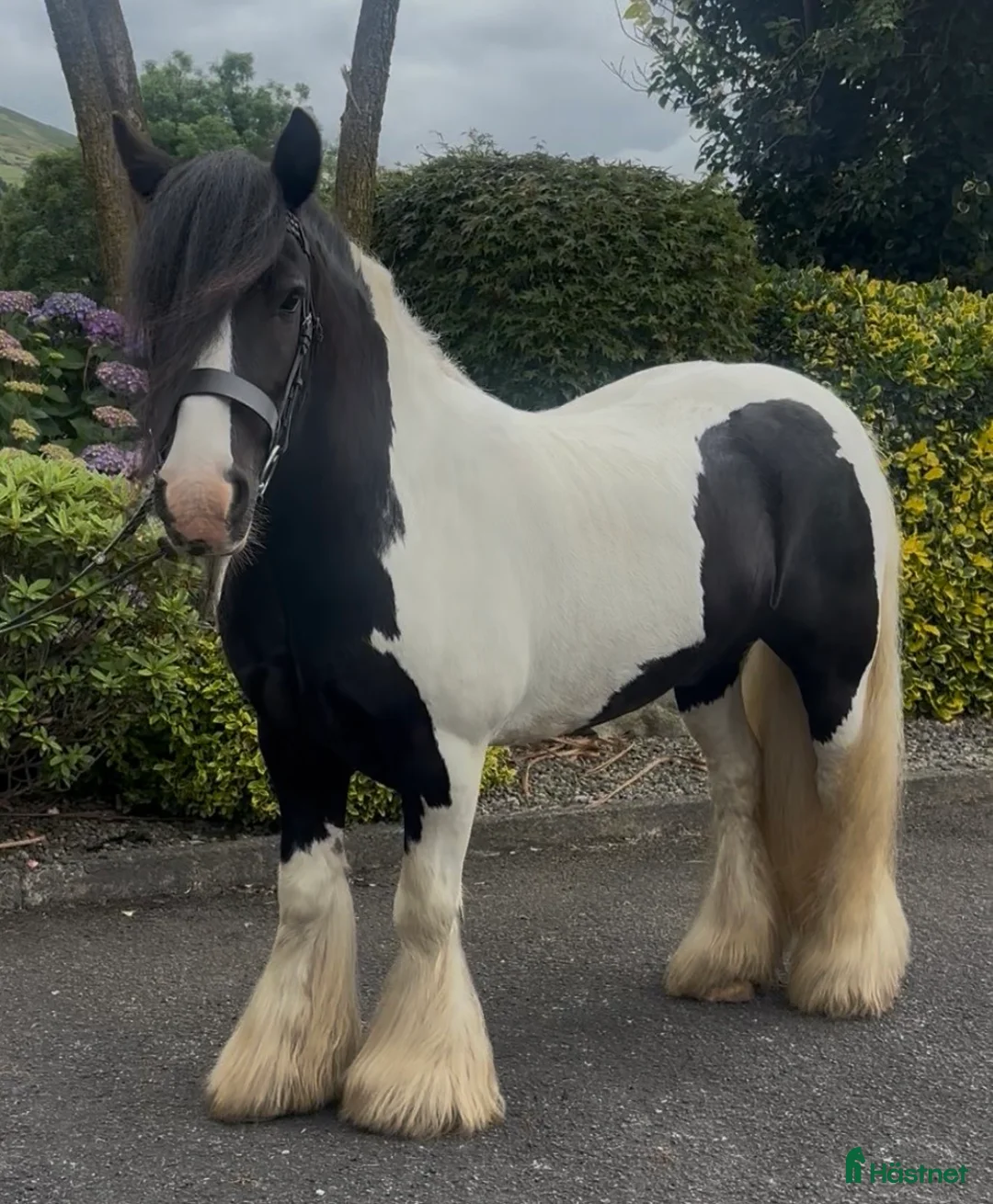 Allround hästar till salu: The Ultimate Irish cob - Annons 6