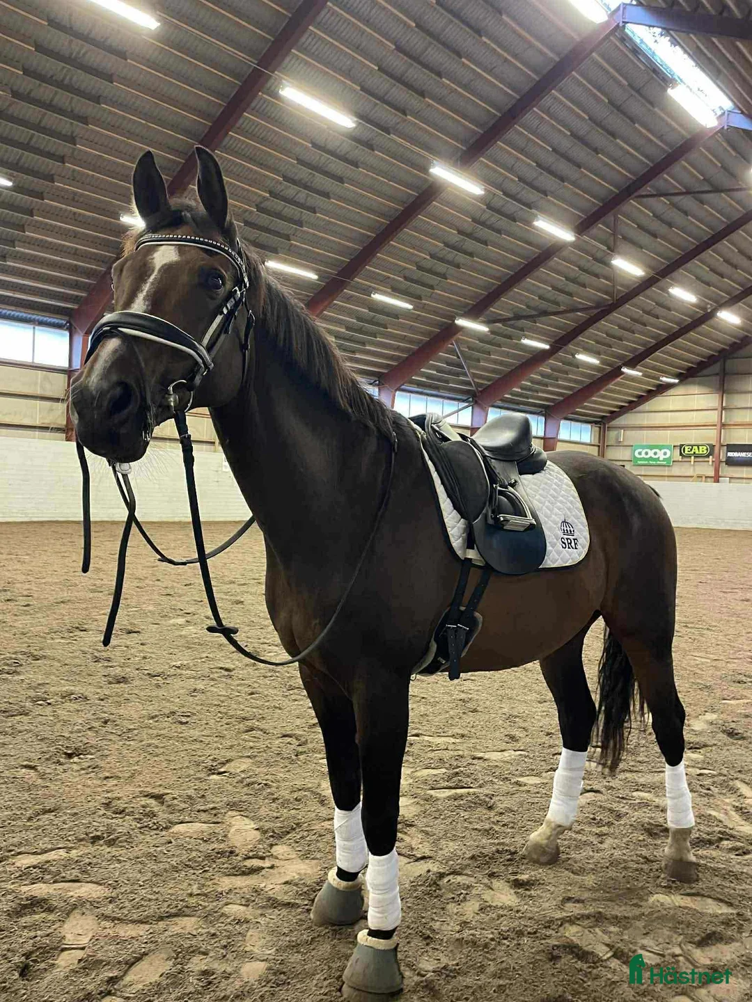 Allround hästar till salu: Trevlig valack säljes - Annons 4