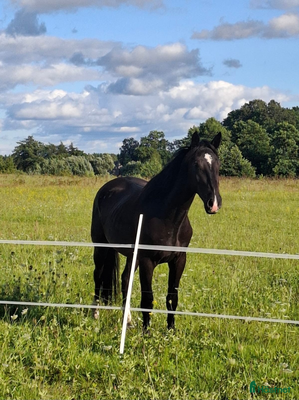  hästar For sale Latvian Warmblood gelding  - Annons 3