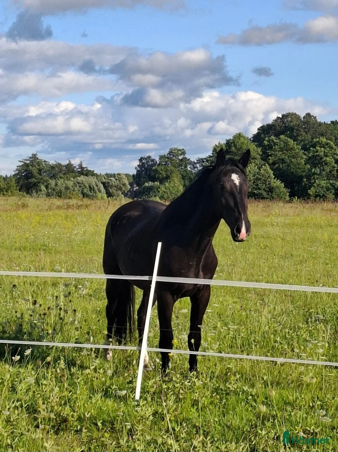 Allround hästar till salu: For sale Latvian Warmblood gelding  i Märsta - Annons 1
