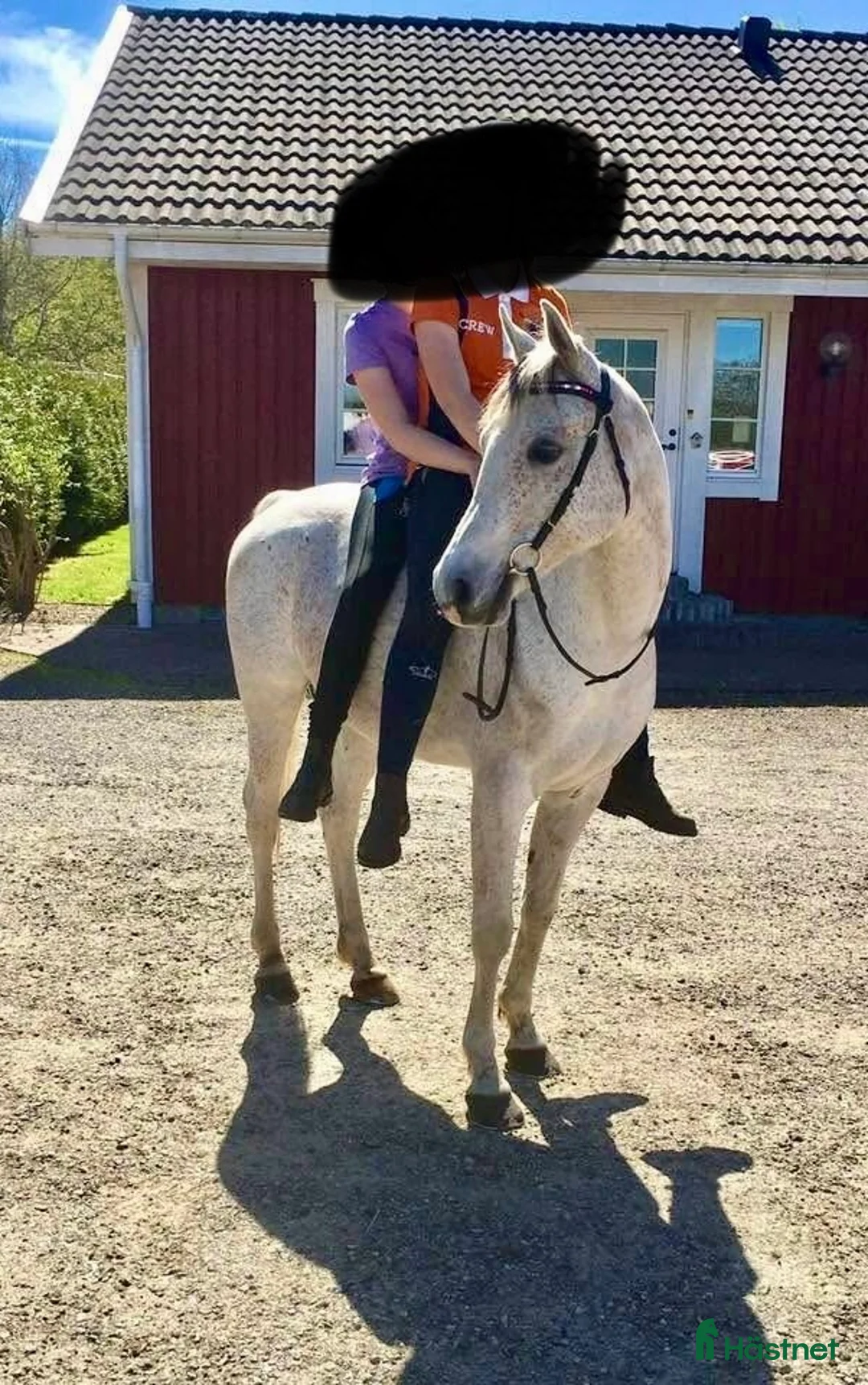 Allround hästar till salu: Hästen med ett hjärta av guld - Annons 3