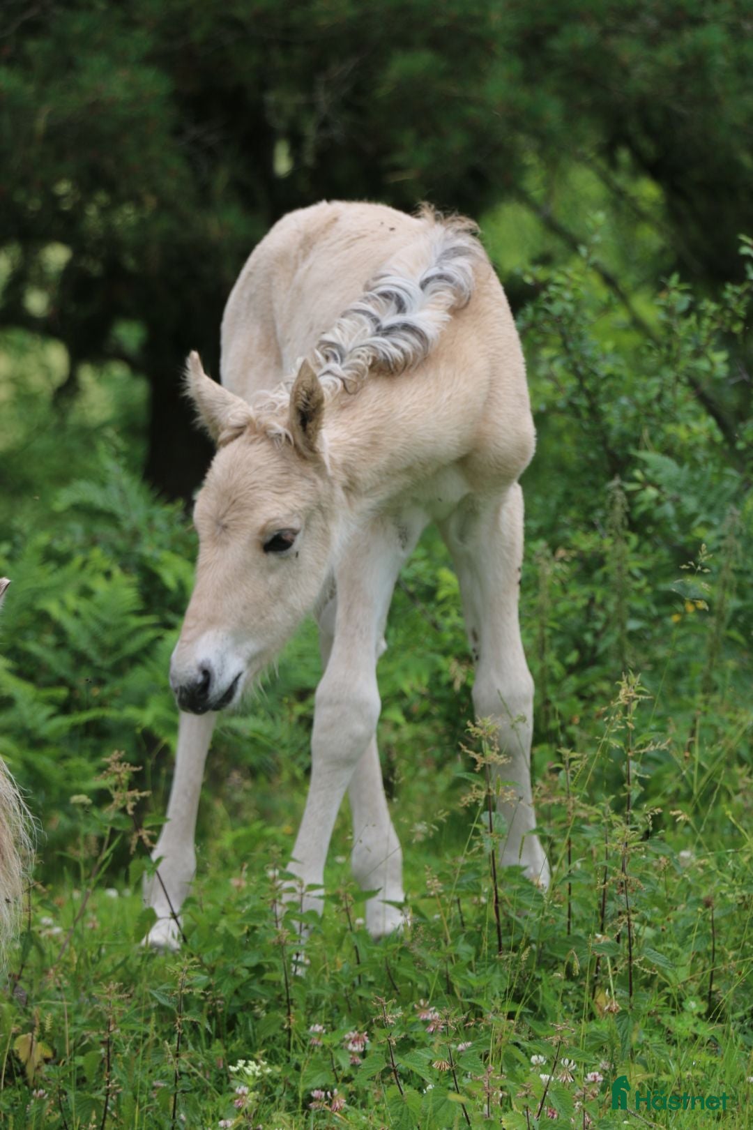 Allround hästar till salu: Lothar, världens bästa häst ♡ i Söderköping - Annons 19