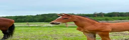 Dressyr hästar till salu: Zafferano - Zhivago FWB filly for sale - Annons 3