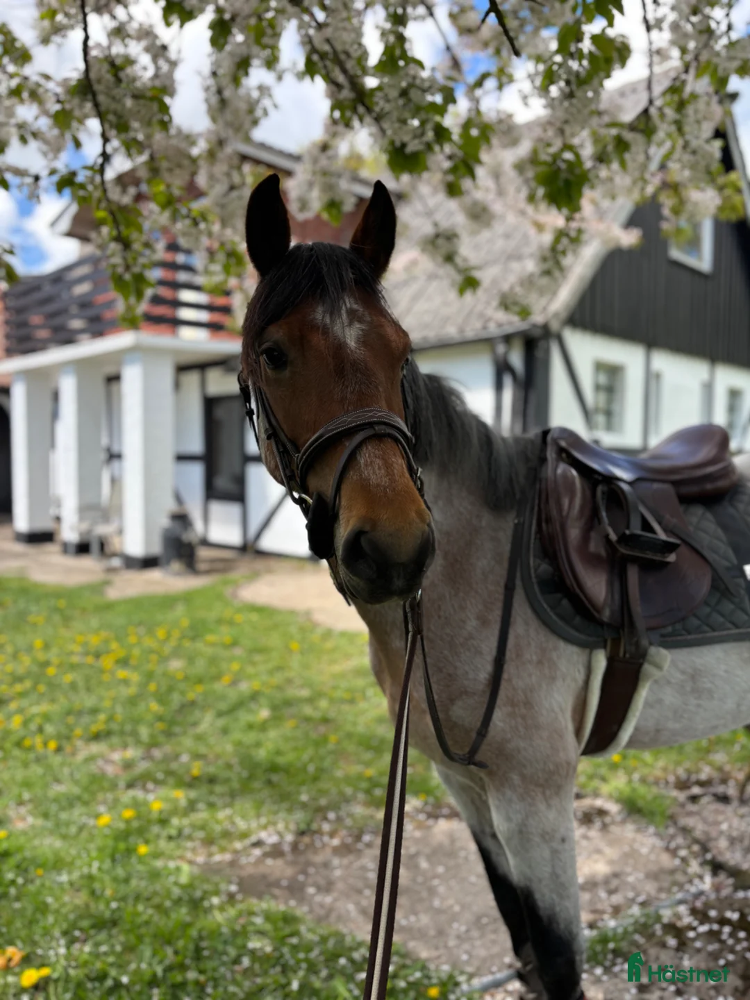 Allround hästar till salu: Lovande ungponny  - Annons 1