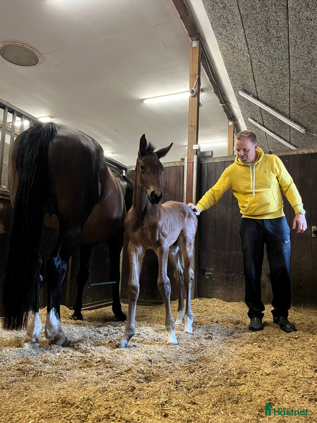 Avelshästar hästar till salu: Top avlshoppe sælges, hophest - Annons 25