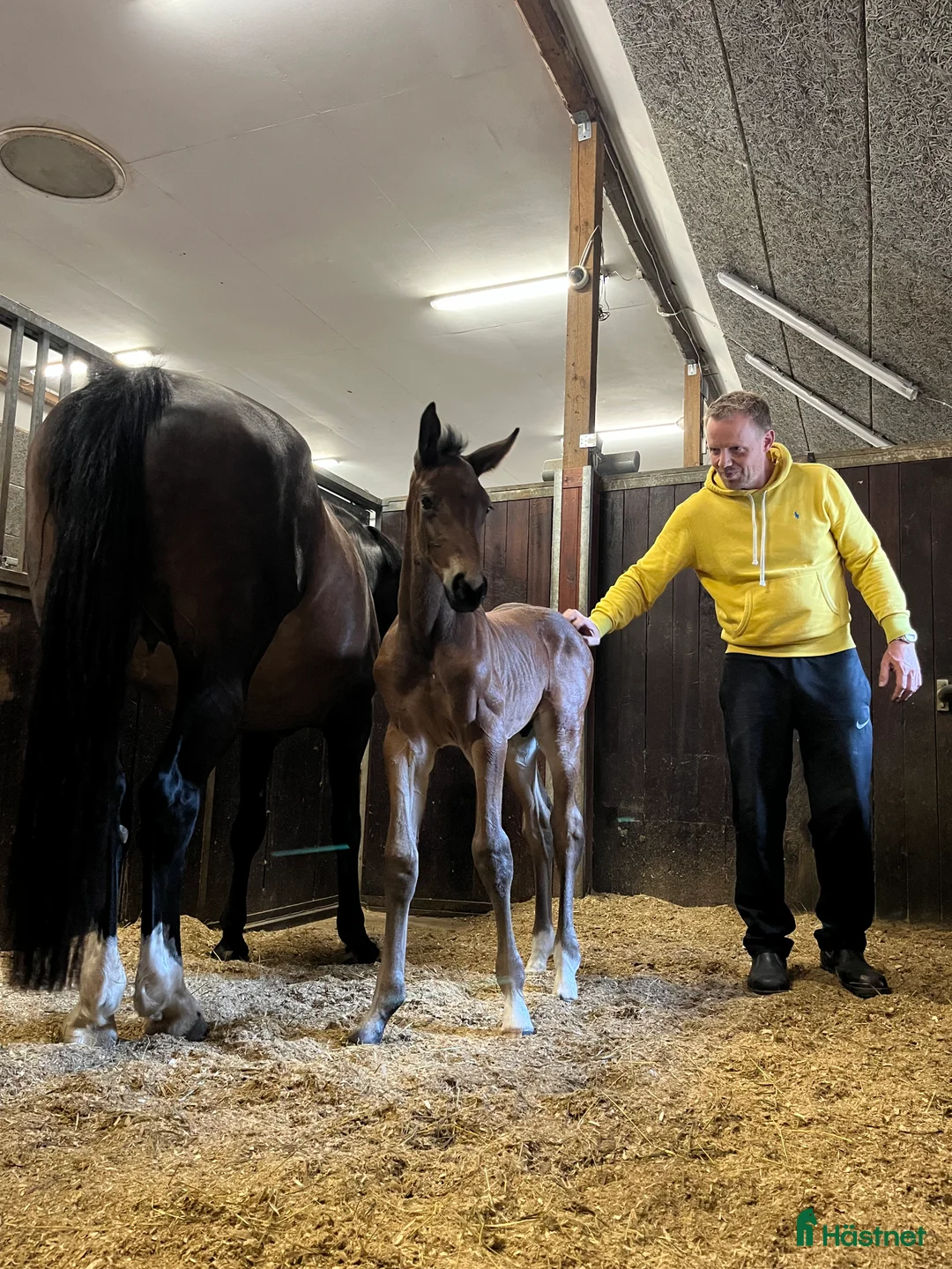 Avelshästar hästar till salu: Top avlshoppe sælges, hophest - Annons 25
