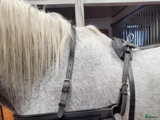 Körselar körning till salu: Körsele i svart läder stl full i Tyresö - Annons 17