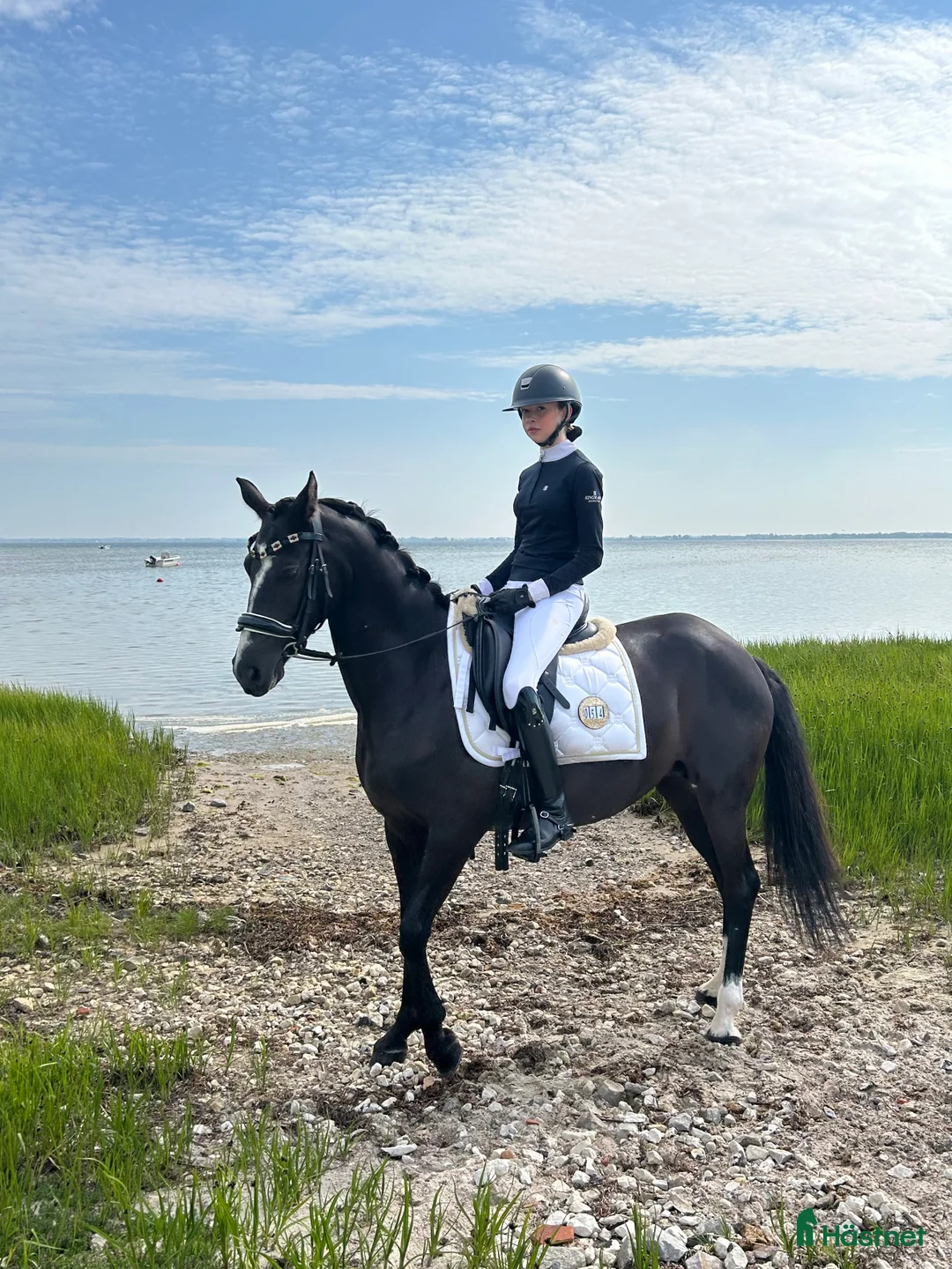 Dressyr hästar till salu: Välstammad D-ponny med kapacitet - Annons 2