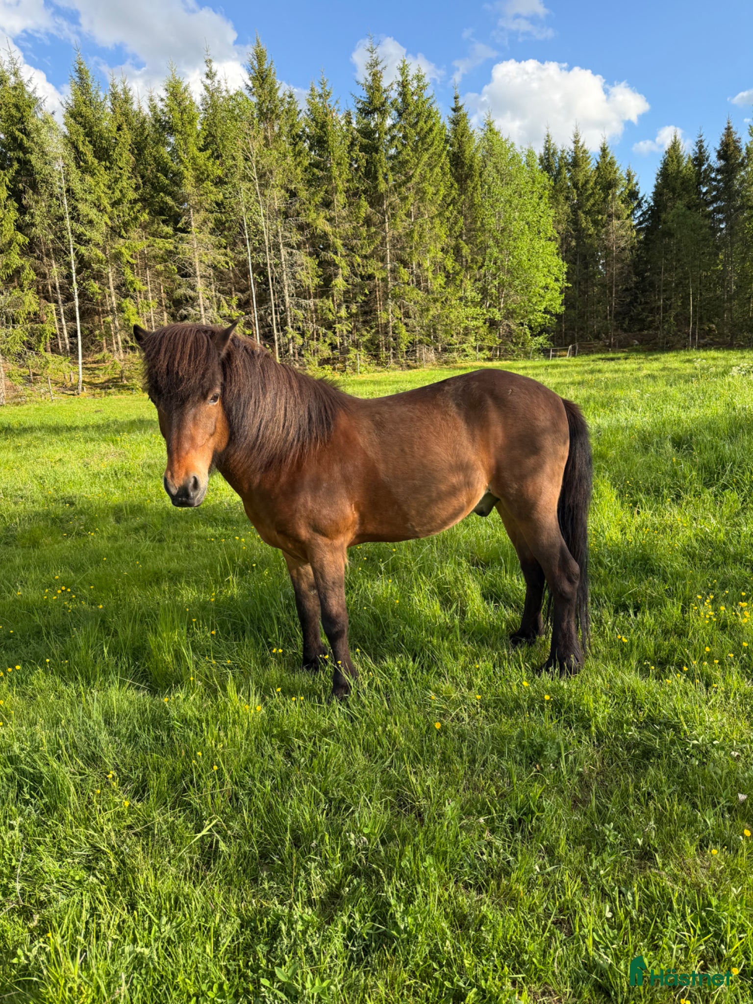 hästar Snäll känslig kille - Annons 1
