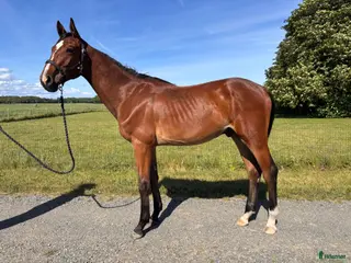 hästar Captain Lightning - 1 årig valack - Annons 4