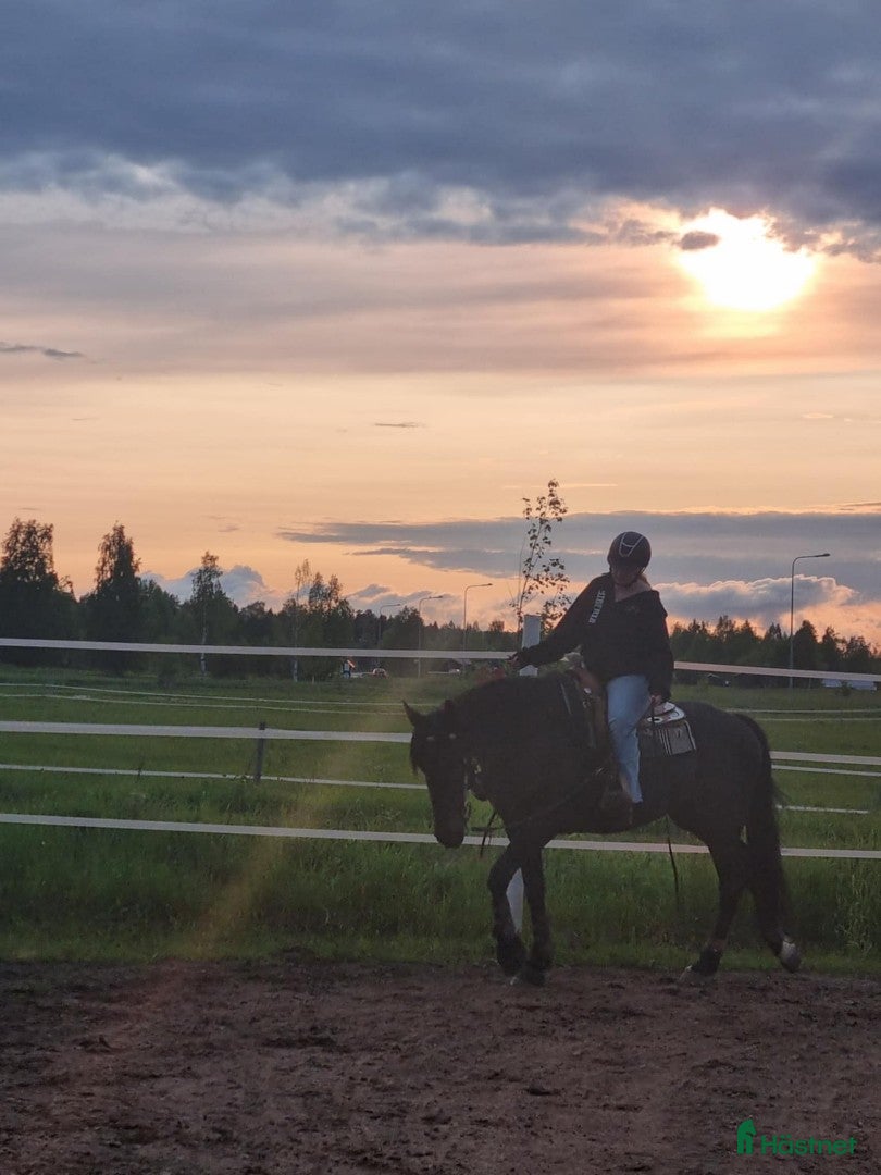 hästar SÅLD Trygg häst till körning, ridning, hoppning - Annons 4