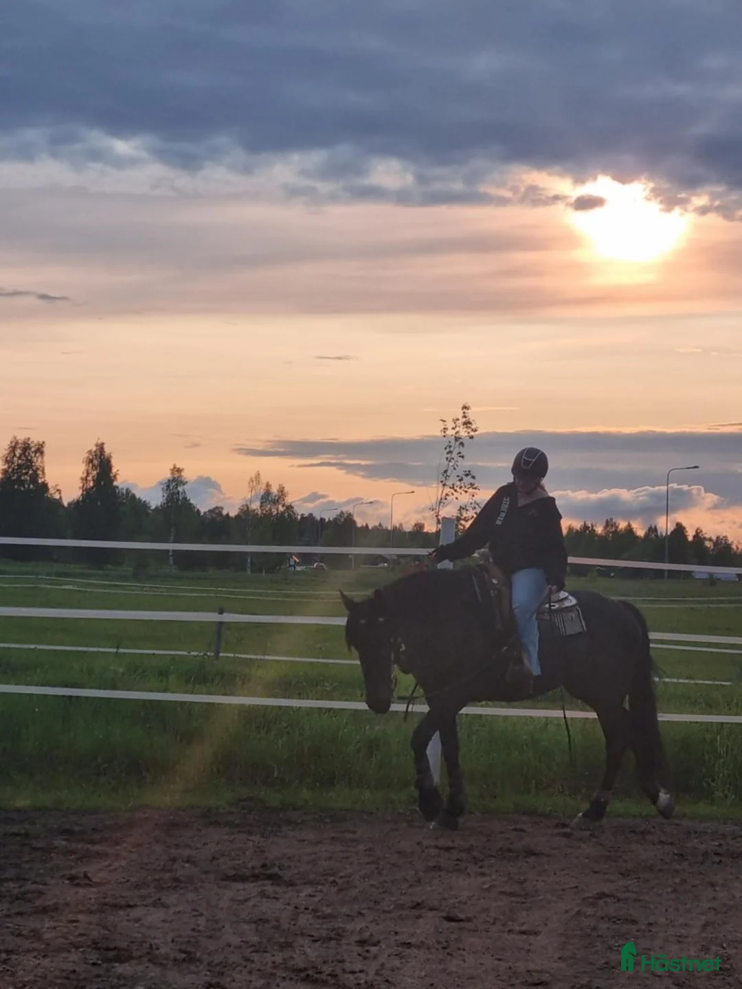 Allround hästar till salu: SÅLD Trygg häst till körning, ridning, hoppning - Annons 1