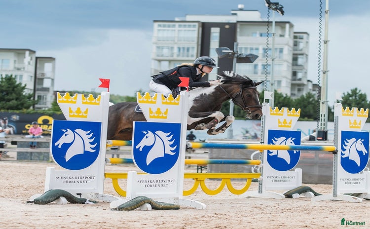  hästar i Enköping - Annons 10