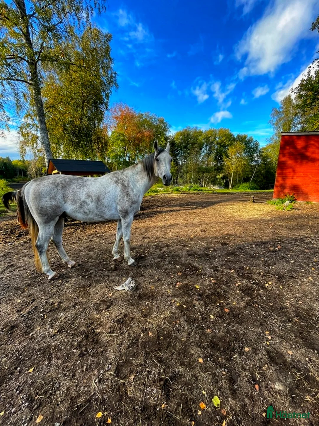 Allround hästar till salu: Vänlig, vaken och kommunikativ - Annons 3