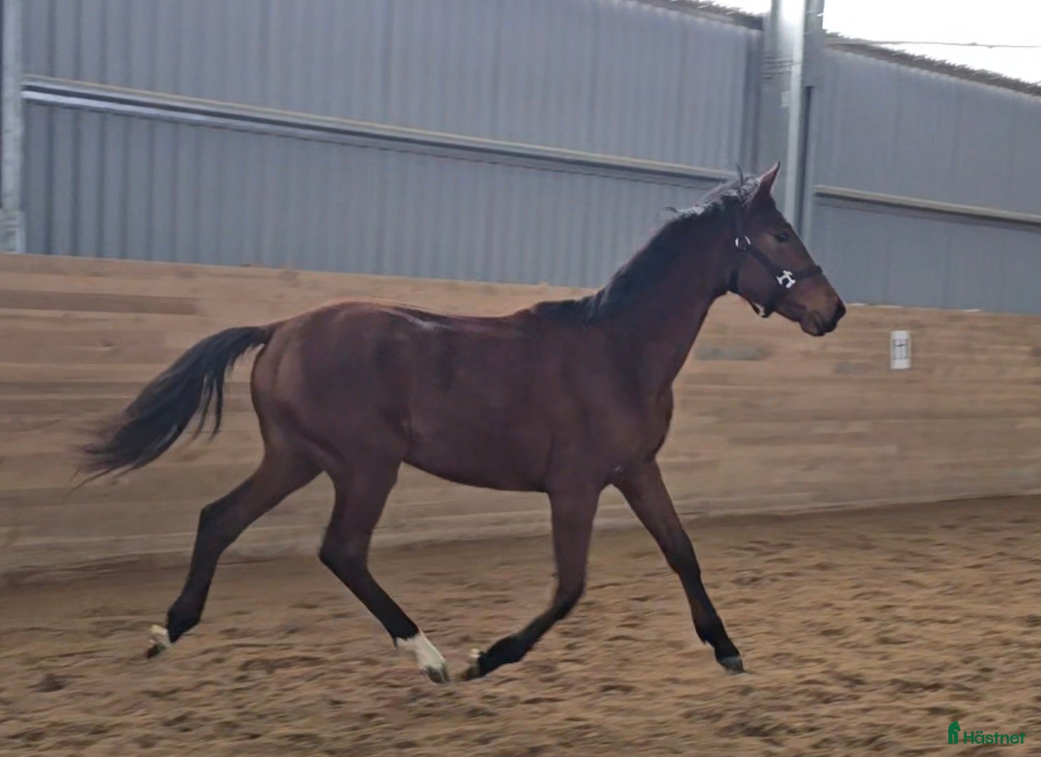 Dressyr hästar till salu: Stam i världsklass STO PATHENON-HERMES-KRACK C i Fellingsbro - Annons 1