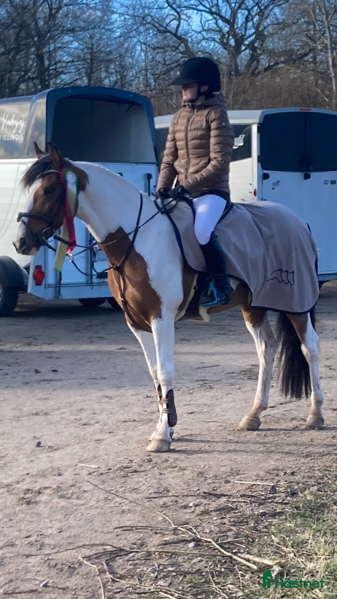 Hoppning hästar till salu: Maxad c-ponny med stor personlighet! - Annons 2