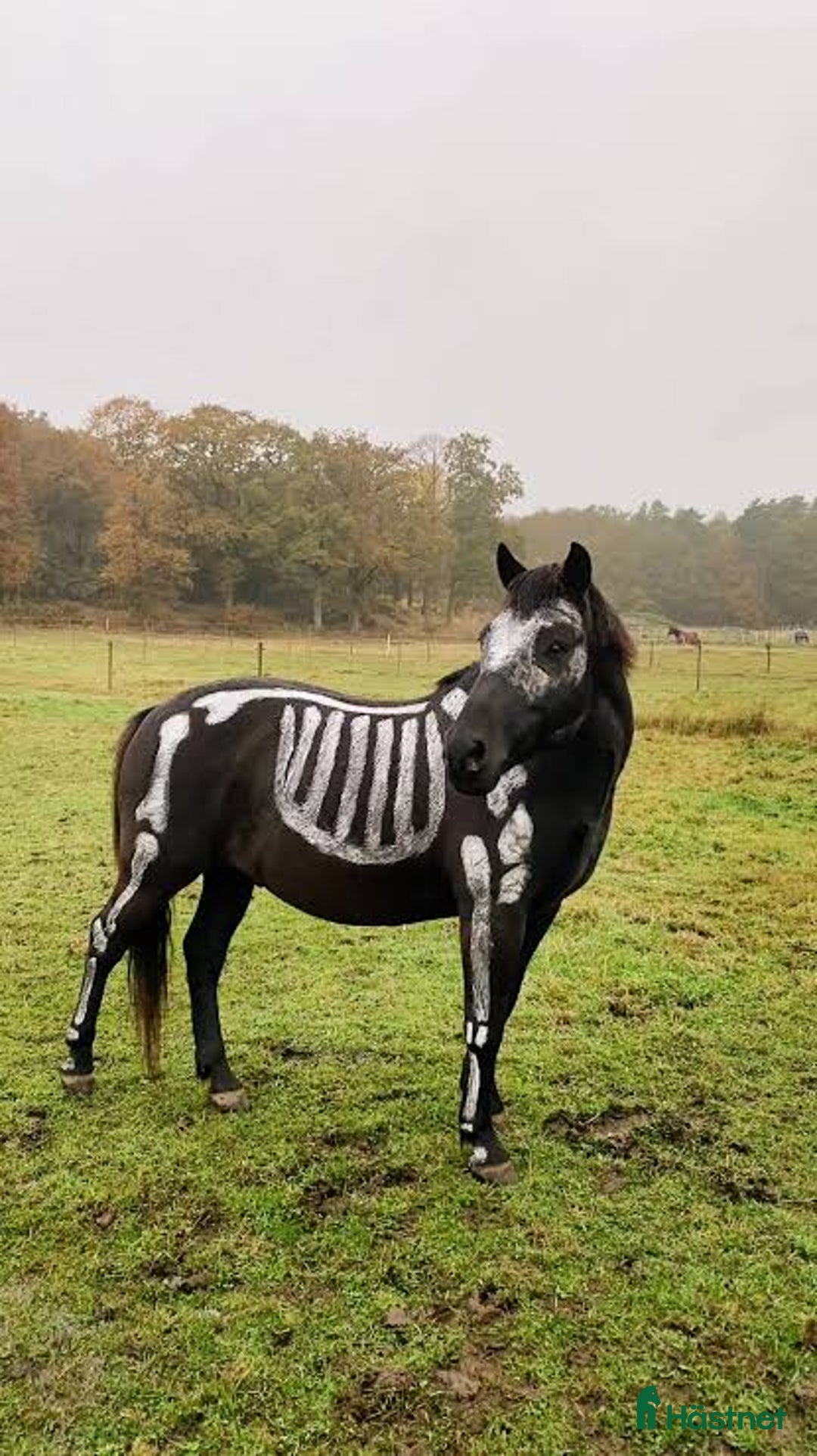 Galleribild {{count}}