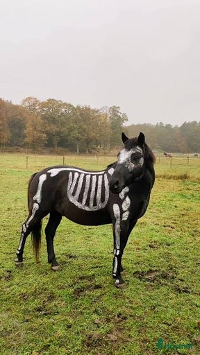 Galleribild {{count}}