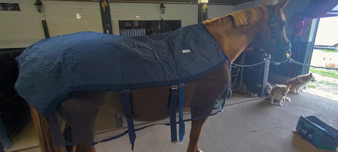 Täcken hästutrustning till salu: BUD ❄️ Kylande täcke  i Motala - Annons 2
