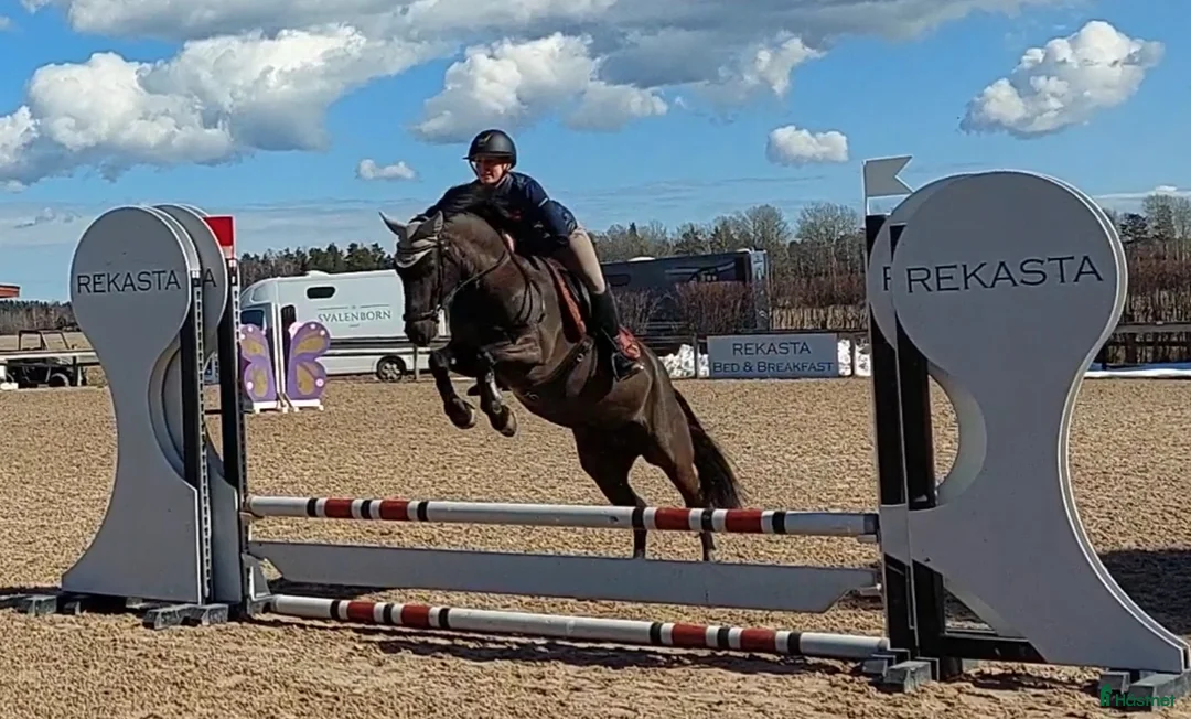 Allround hästar till salu: Supersnygg svart ponny med potential  i Ekolsund - Annons 6