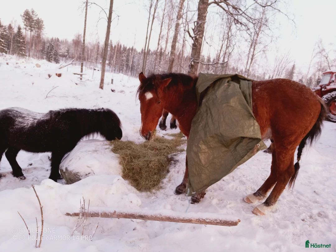 Allround hästar till salu: Am. curly-baskjir, valack - Annons 12
