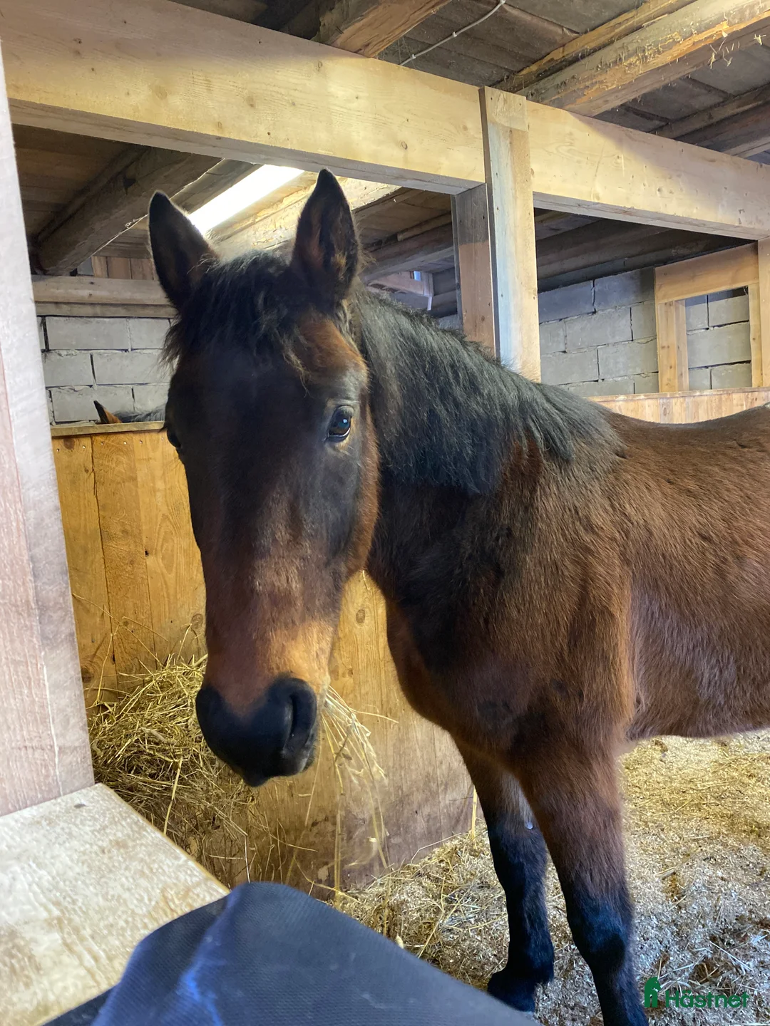 Sällskap hästar till salu: Supersnäll hobbyhäst/sällskap - Annons 2