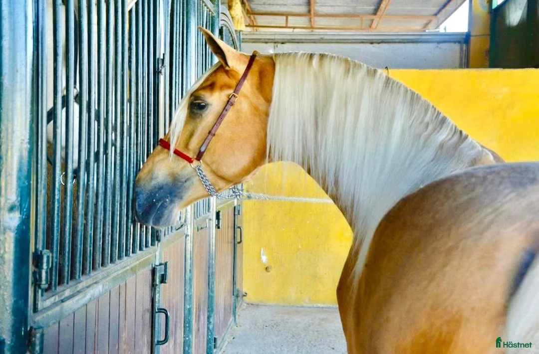 Dressyr hästar till salu: Palomino PRE hingst i Guadarrama - Annons 4