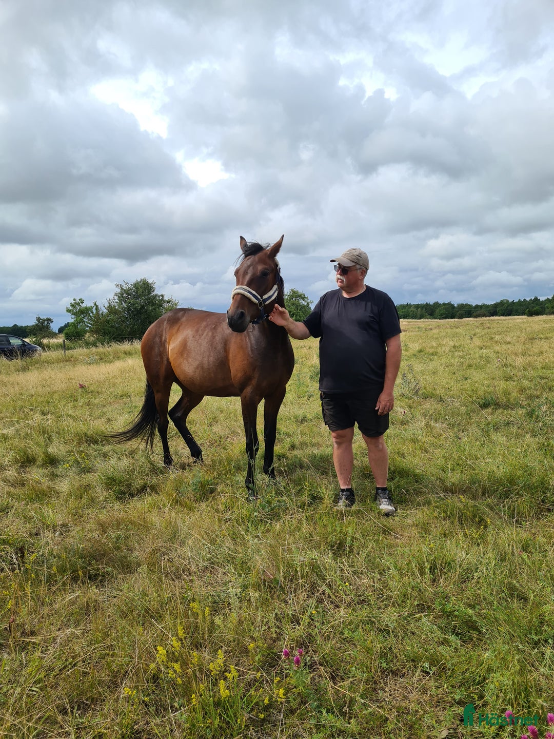 Trav hästar till salu: För trav/monte eller avel eller ridhäst i Havdhem - Annons 10