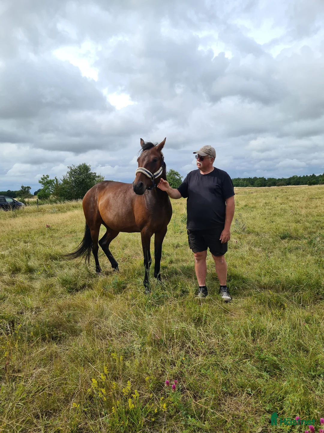 Trav hästar till salu: För trav/monte eller avel eller ridhäst i Havdhem - Annons 10
