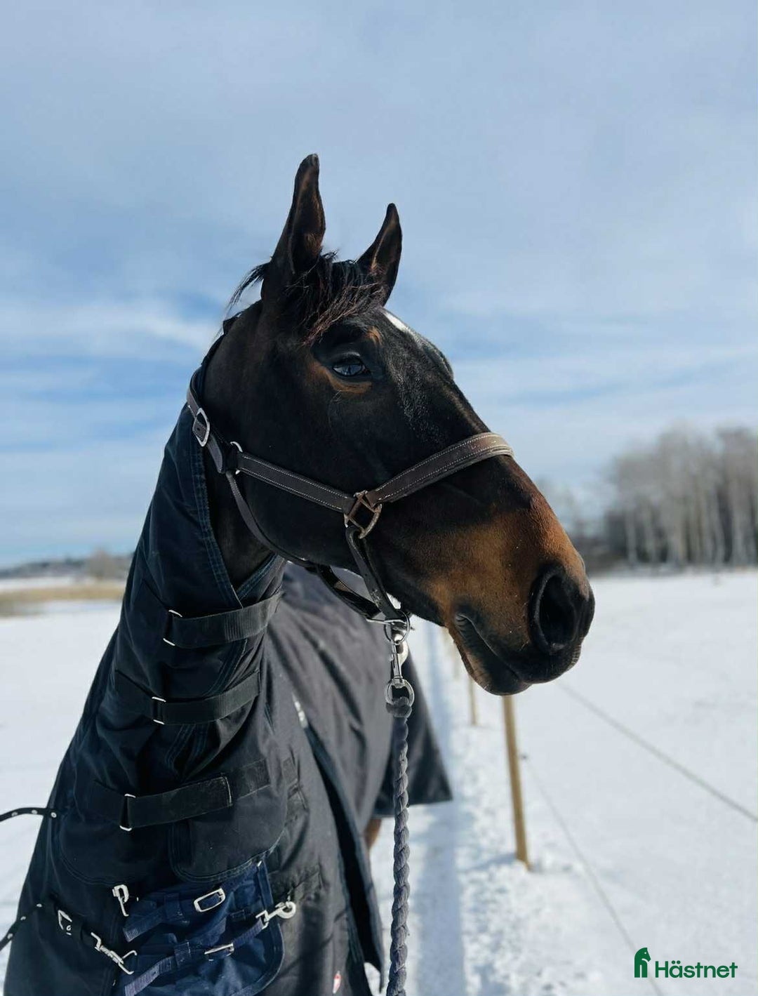 Allround hästar till salu: Underbart snäll valack i Örebro - Annons 1