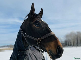 hästar Underbart snäll valack i Örebro - Annons 24