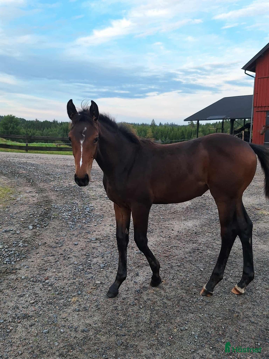 Hoppning hästar till salu: Stoföl med prestationsäker hopp stam! i Ullared - Annons 2