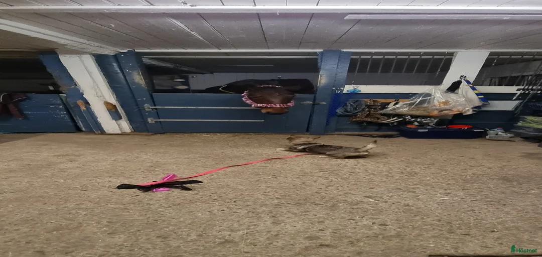 Galleribild {{count}}