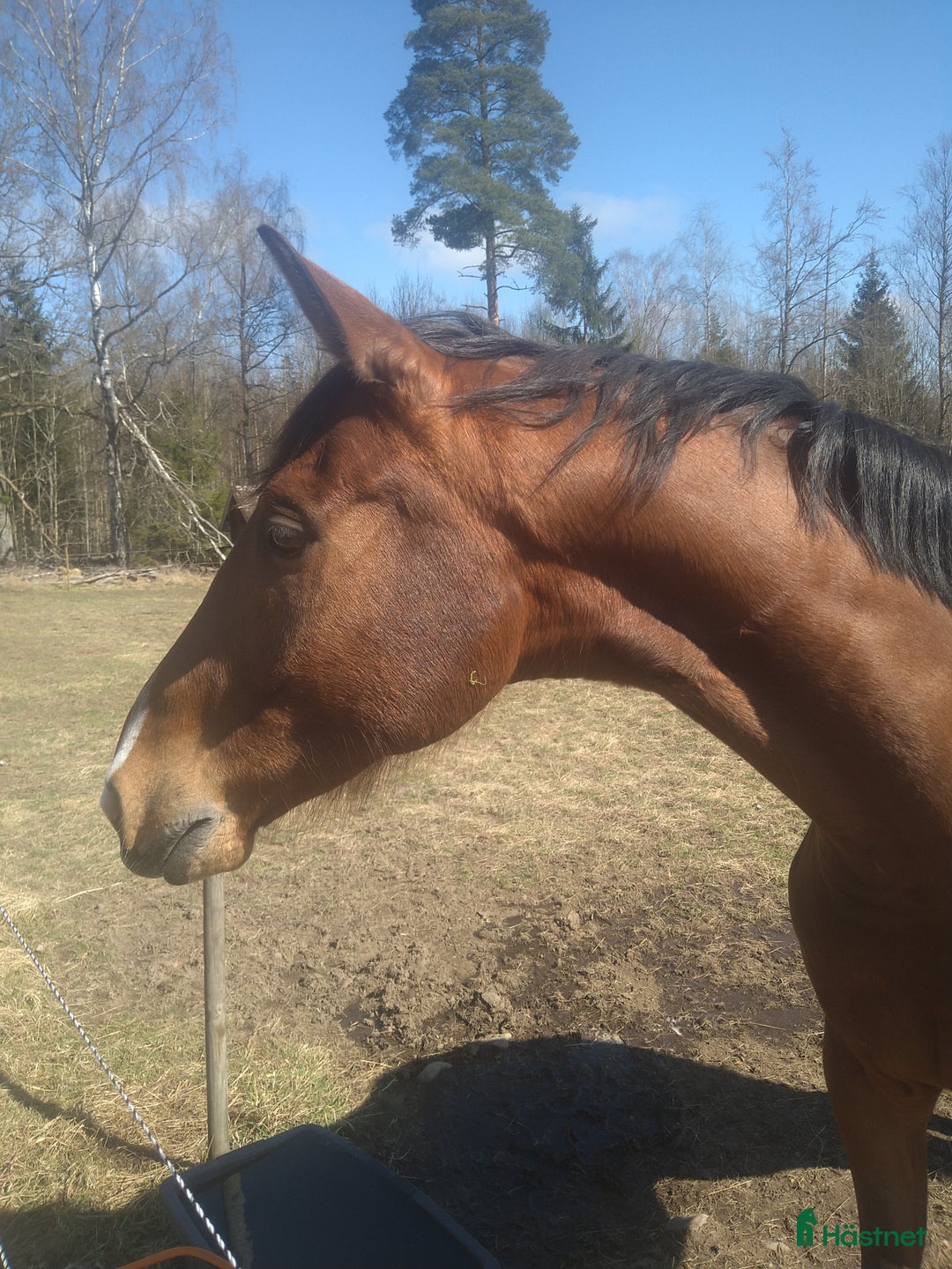 Dressyr hästar till salu: SWB valack i Tidan - Annons 4