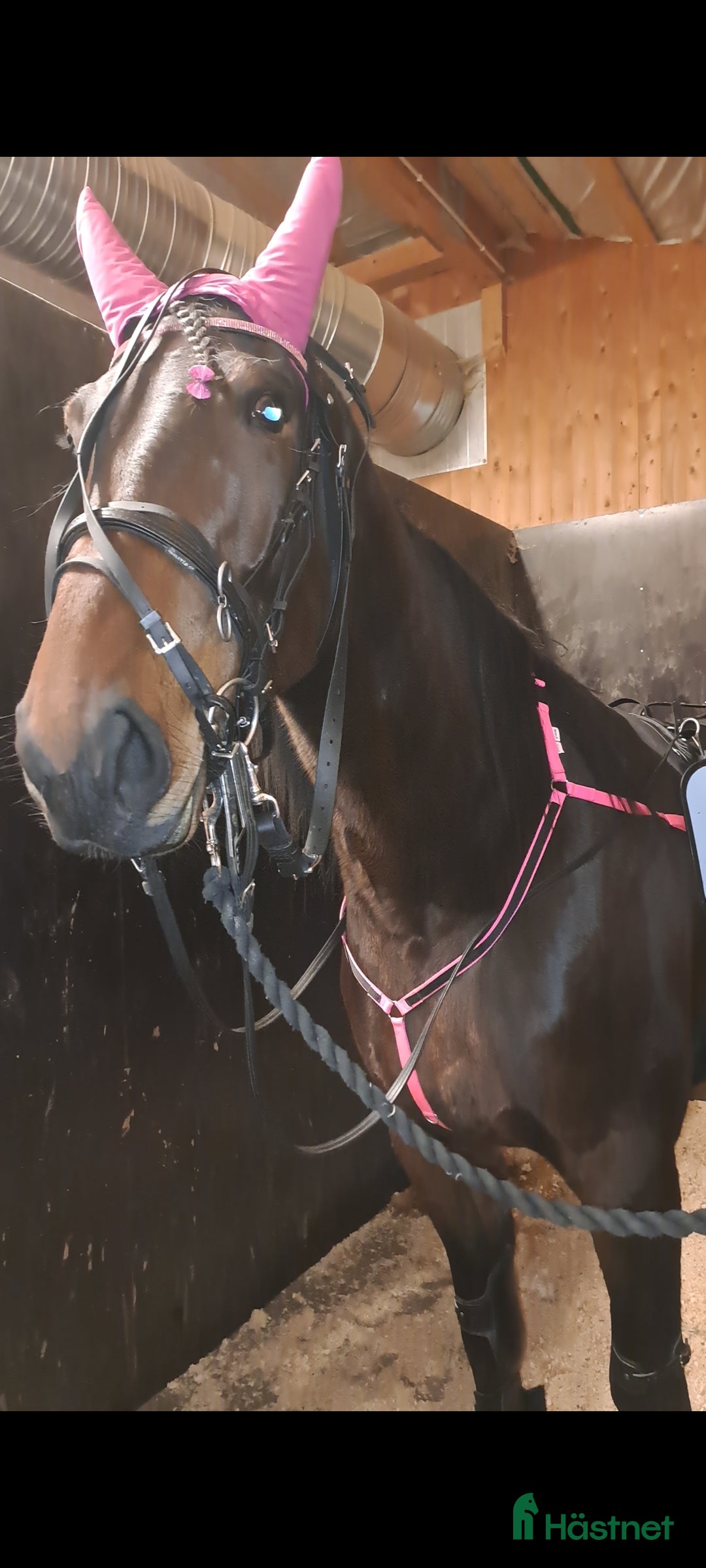  hästar Supersnäll tjej E : Hard livin  - Annons 18