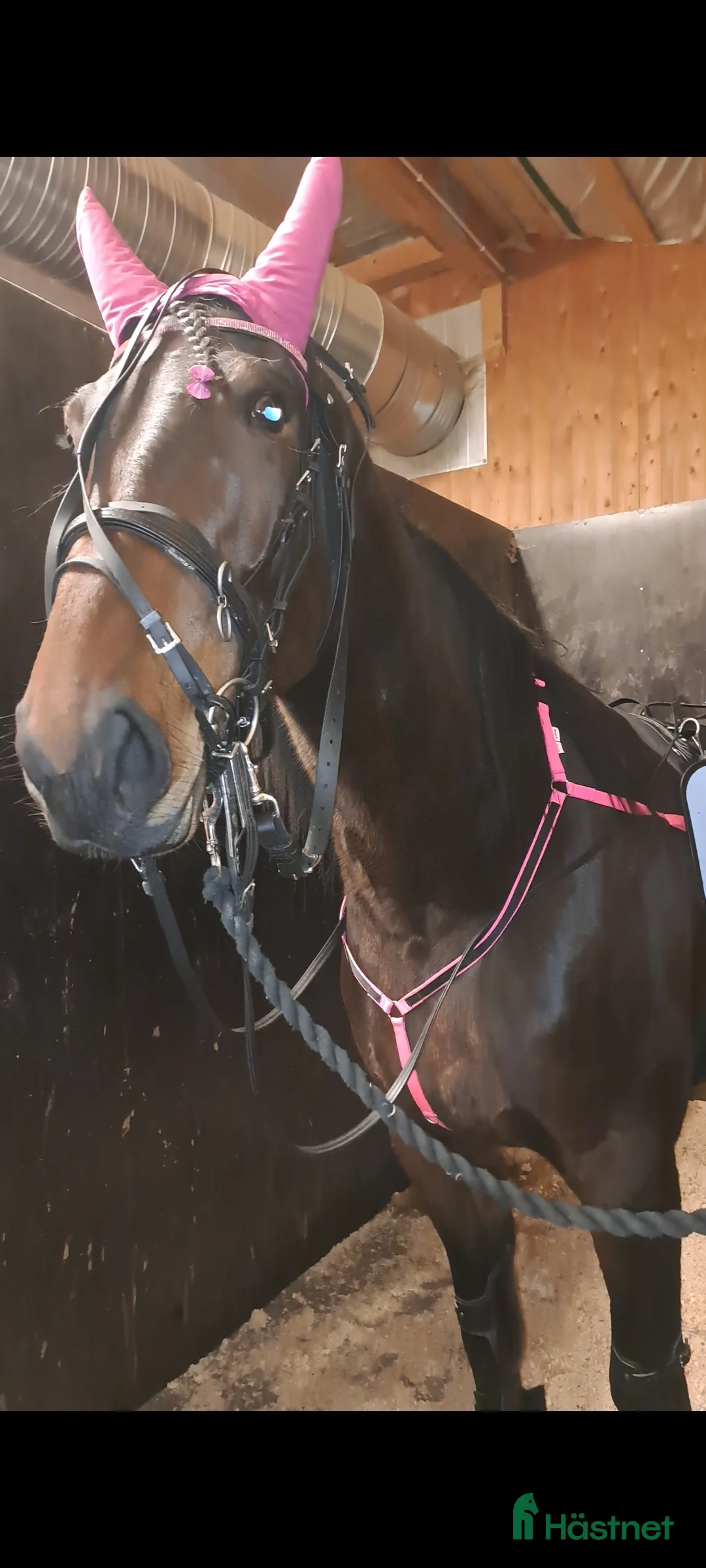 Allround hästar till salu: Supersnäll tjej E : Hard livin  - Annons 1