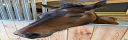  stallplats finnes: Lösdrift till islandshäst finnes!  - Annons 8