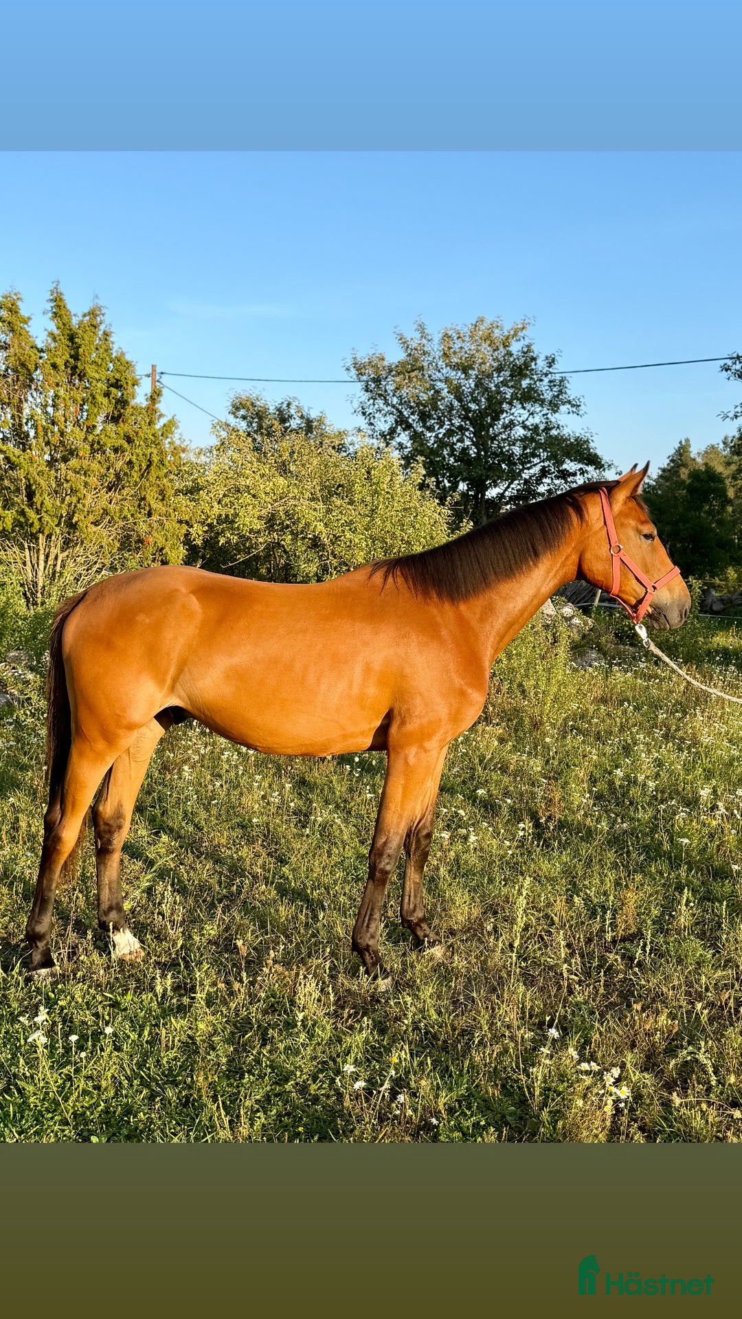 Hoppning hästar till salu: Toppavkomma säljes till seriös tävlingsryttare! i Köpingsvik - Annons 3
