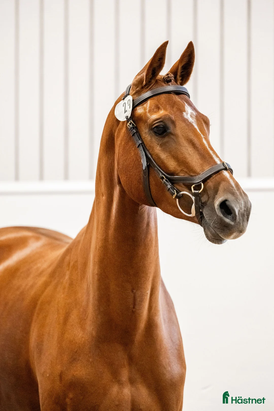 Hoppning hästar till salu: Häftig unghäst till duktig ryttare! 🌟 - Annons 1