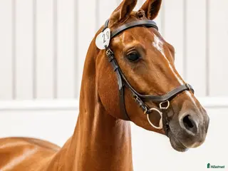 hästar Häftig unghäst till duktig ryttare! 🌟 - Annons 18