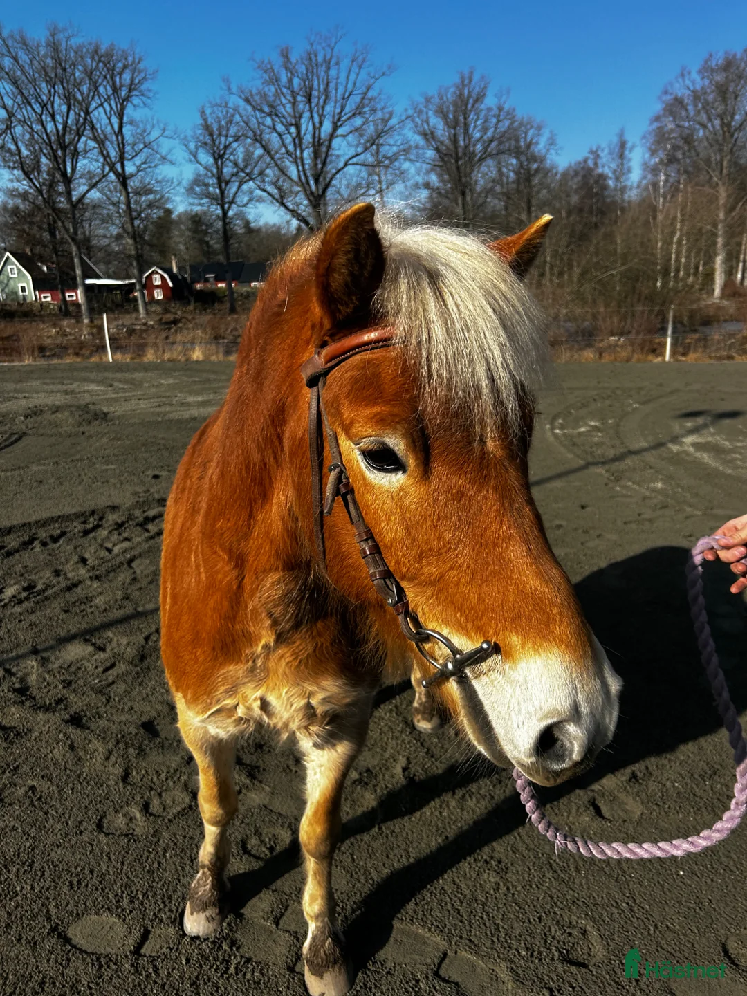 Allround hästar till salu: Pigg och känslig russvalack - Annons 2
